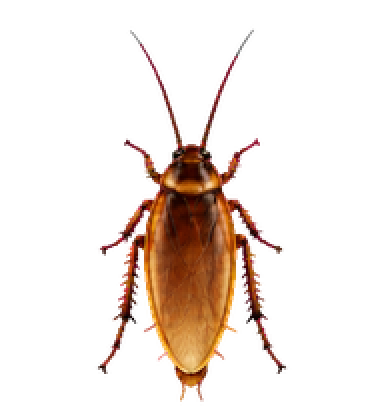 Cockroach preview