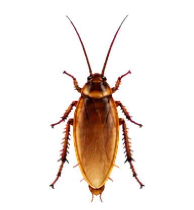 Cockroach Idle